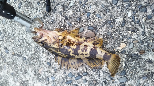 タケノコメバルの釣果