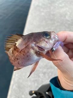 アカメバルの釣果
