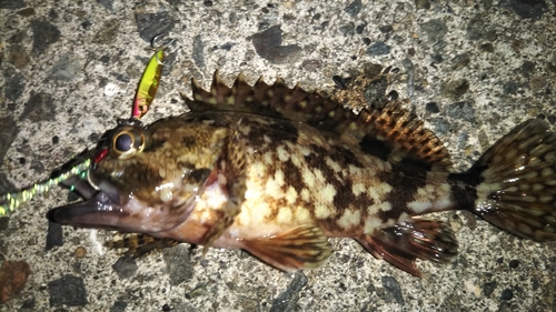 カサゴの釣果