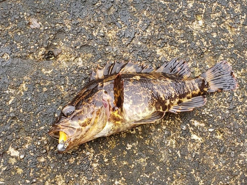 タケノコメバルの釣果