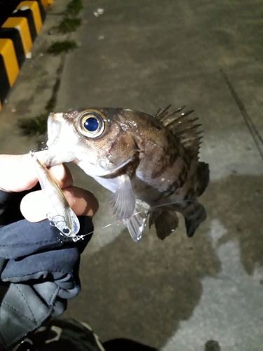 メバルの釣果