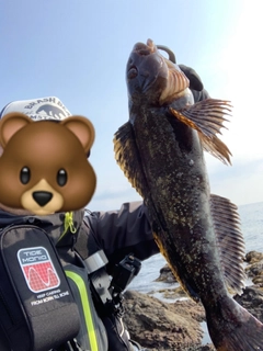 アイナメの釣果