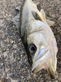 セイゴ（マルスズキ）の釣果