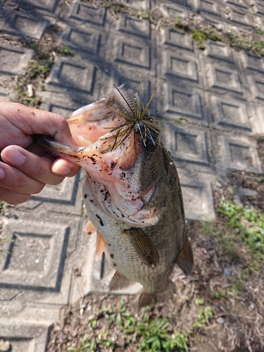 ラージマウスバスの釣果