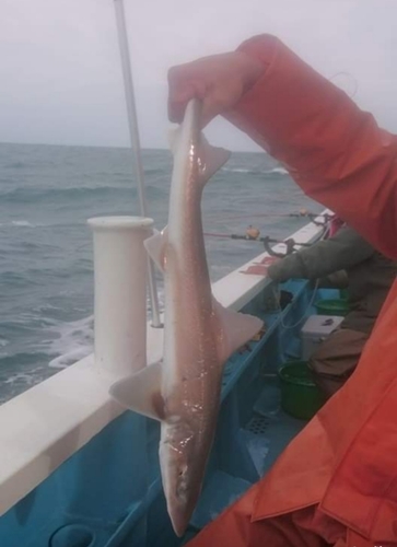 サメの釣果