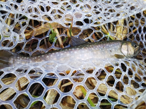 イワナの釣果