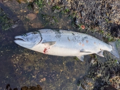 サクラマスの釣果