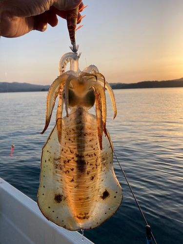 アオリイカの釣果