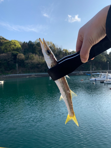 カマスの釣果