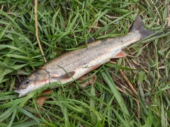 マルタウグイの釣果