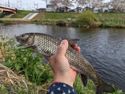 ニゴイの釣果