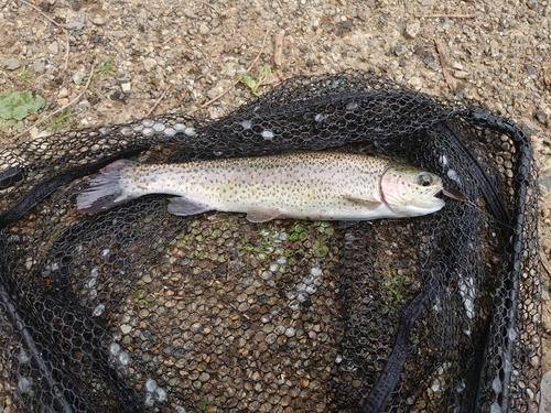 ニジマスの釣果