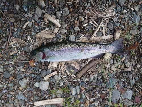 ニジマスの釣果