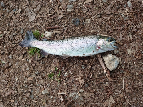 ニジマスの釣果