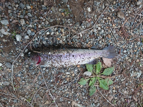 ニジマスの釣果