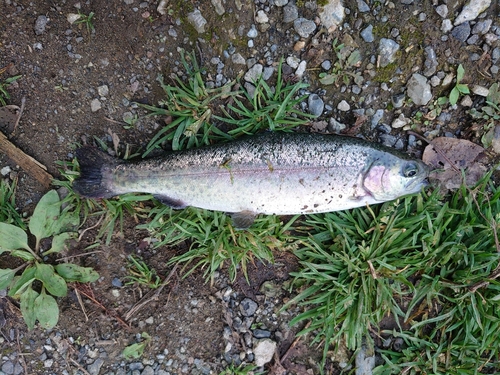 ニジマスの釣果