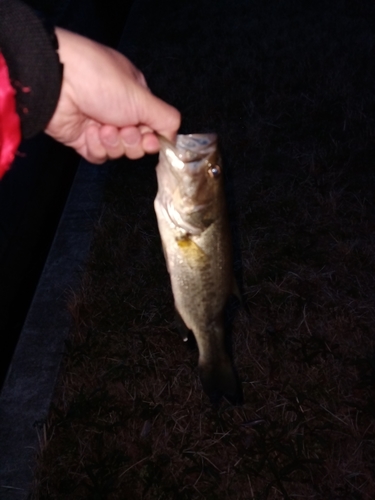 ラージマウスバスの釣果