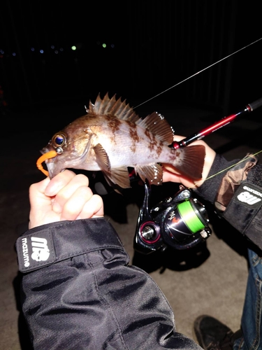 メバルの釣果