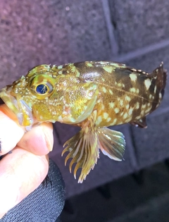 ガシラの釣果