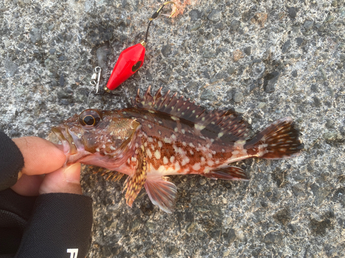 カサゴの釣果