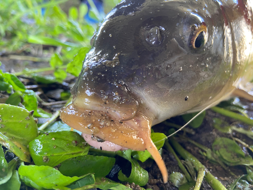 コイの釣果