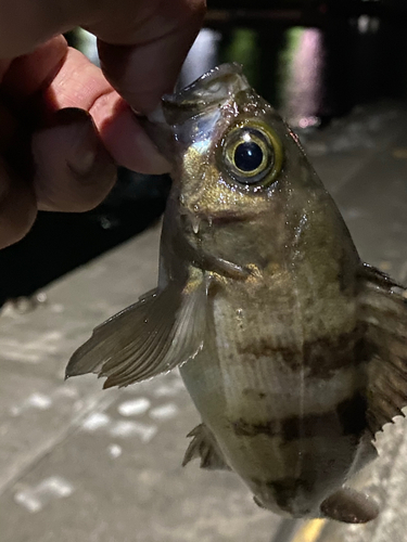 シロメバルの釣果