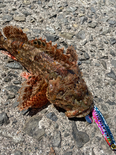 オニカサゴの釣果