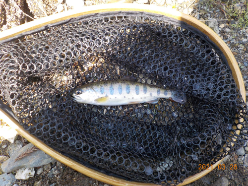 アマゴの釣果