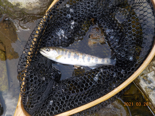 アマゴの釣果