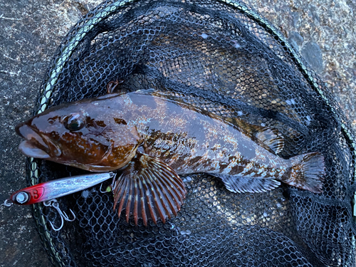 アイナメの釣果