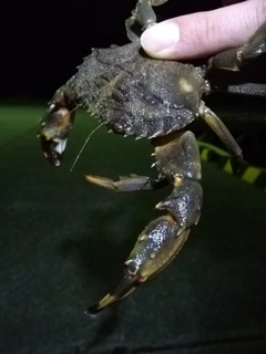 カニの釣果