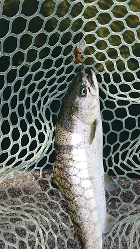 サクラマスの釣果