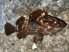 オウゴンムラソイの釣果