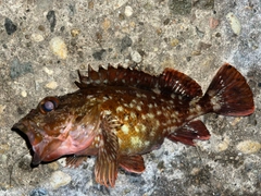 カサゴの釣果