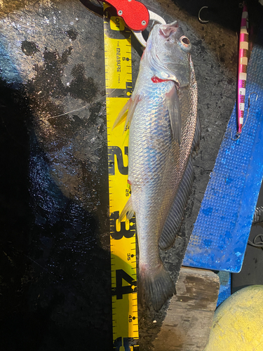 ニベの釣果