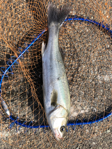 フッコ（マルスズキ）の釣果