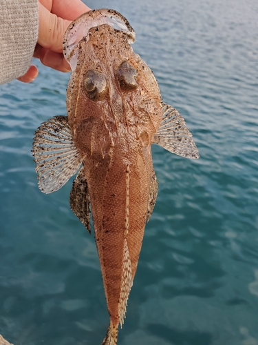 コチの釣果