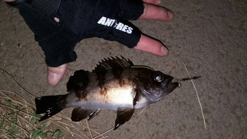 クロメバルの釣果