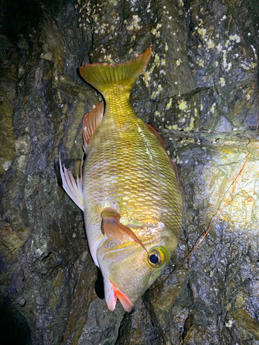 イソフエフキの釣果