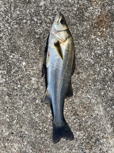 フッコ（マルスズキ）の釣果