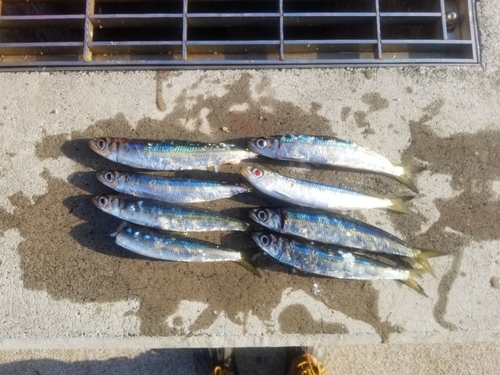 ウルメイワシの釣果