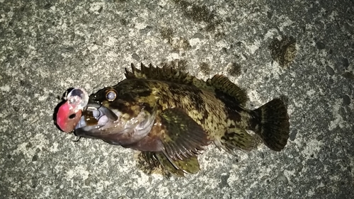 ソイの釣果