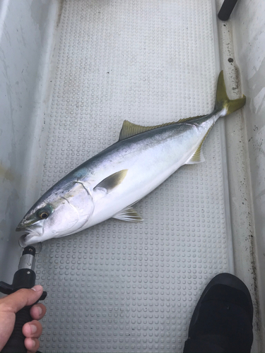 ソウダガツオの釣果