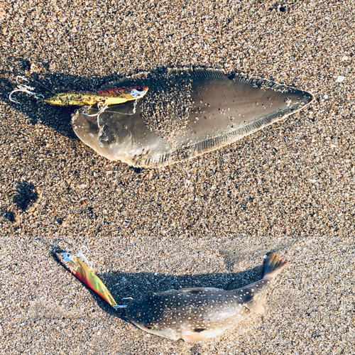 シタビラメの釣果