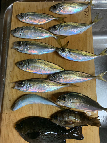 アジの釣果