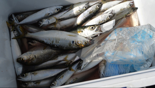 サバの釣果