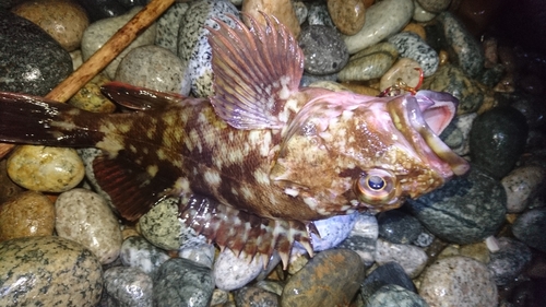 カサゴの釣果