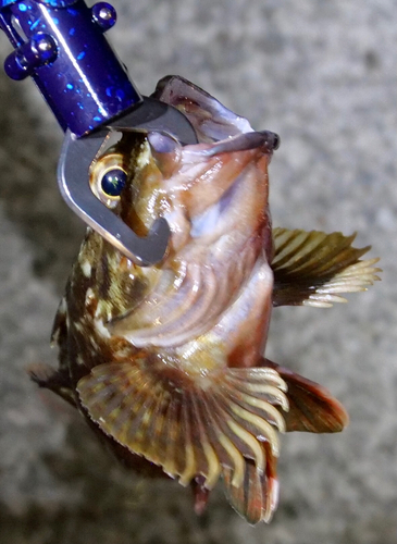 サバの釣果