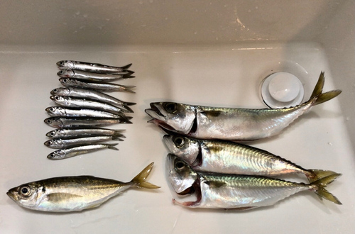 カタクチイワシの釣果