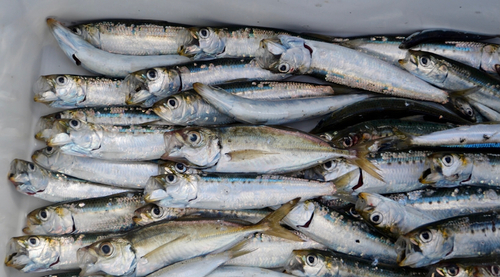 マイワシの釣果